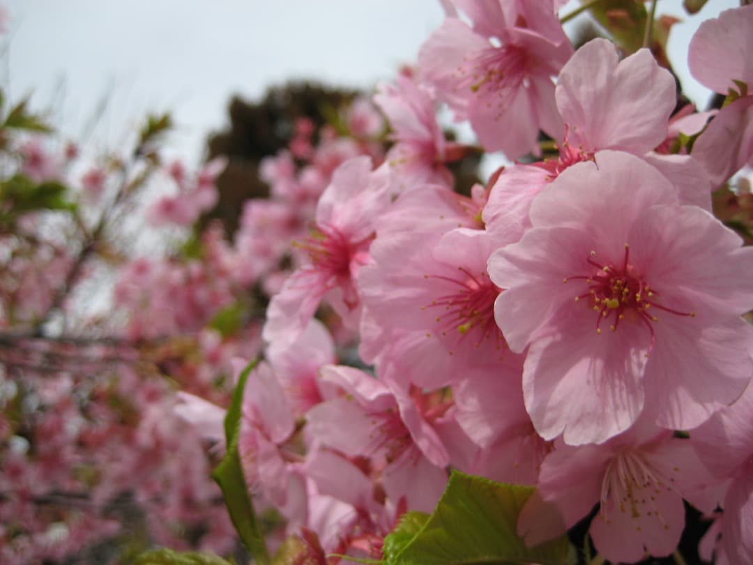 実写美⭕️【動作確認済】Canon IXY DIGITAL 10 PC1228