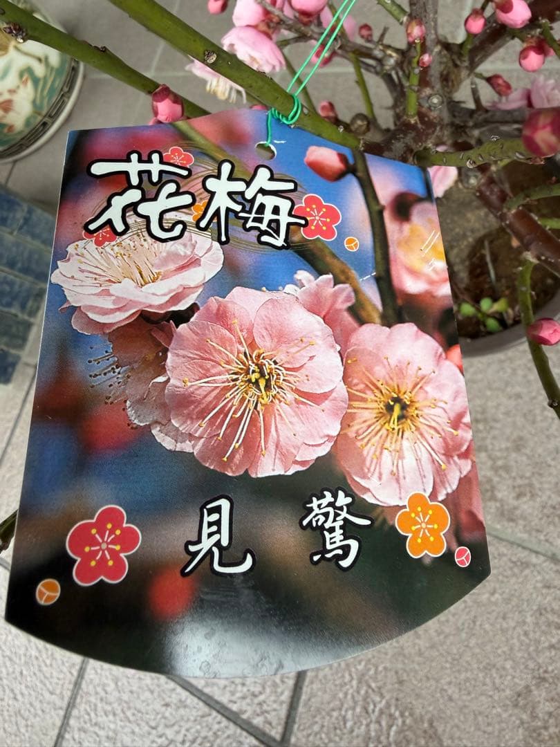 珍しい色　花梅見驚　盆栽　鉢ごと発送