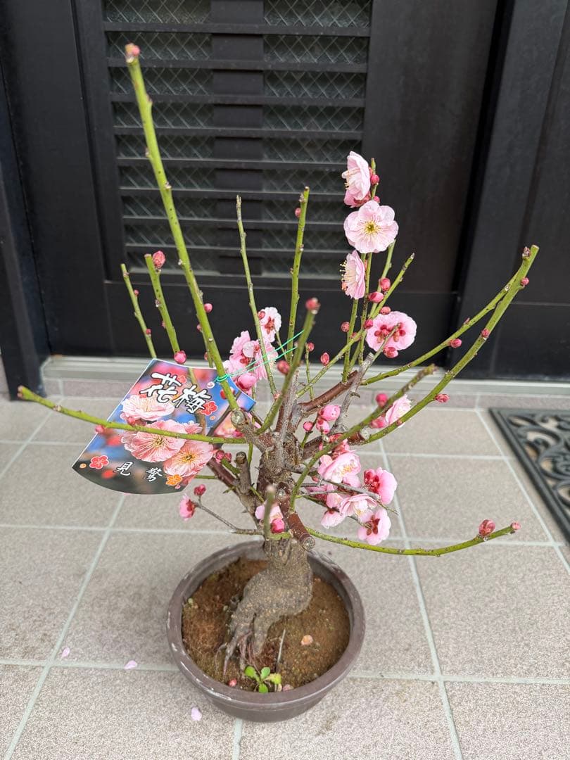 珍しい色　花梅見驚　盆栽　鉢ごと発送