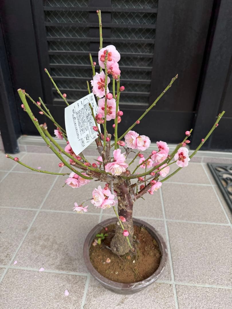 珍しい色　花梅見驚　盆栽　鉢ごと発送