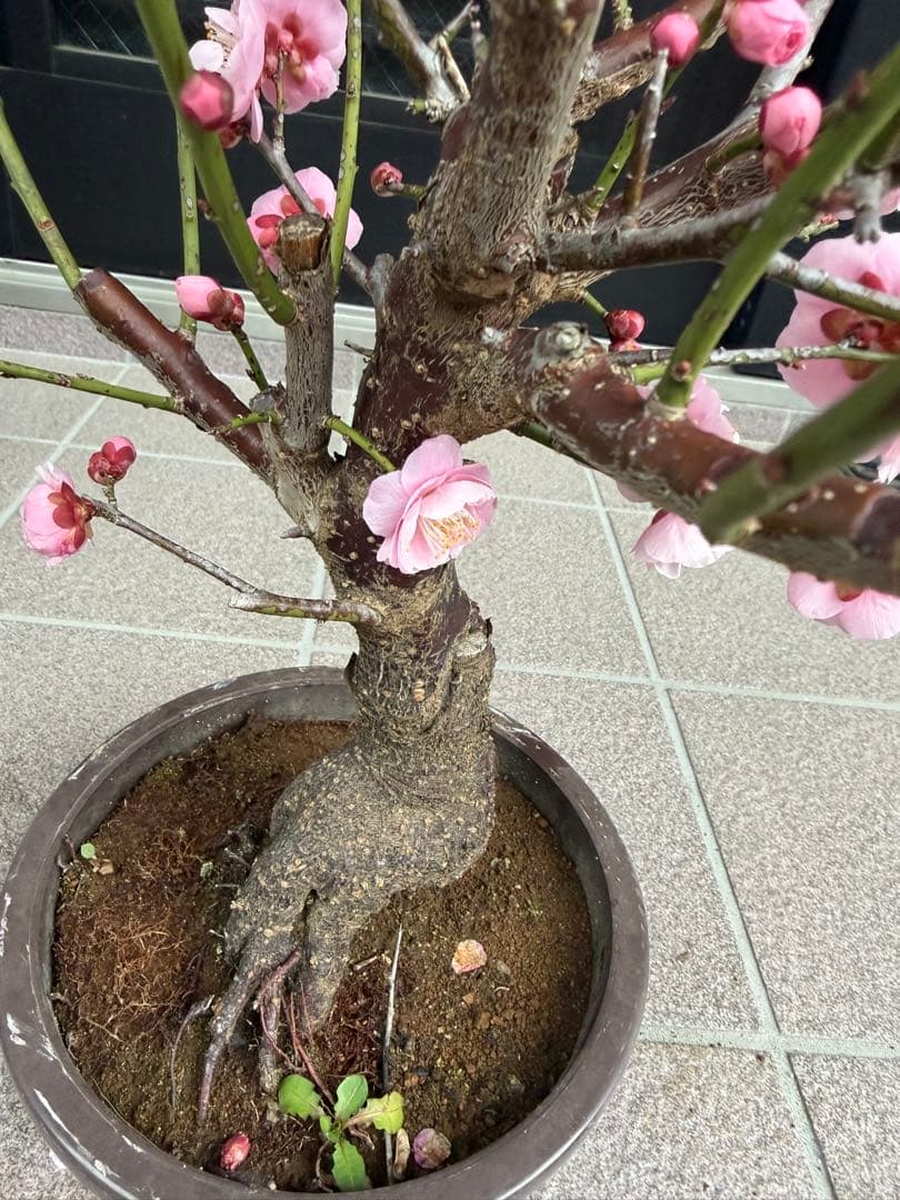 珍しい色　花梅見驚　盆栽　鉢ごと発送