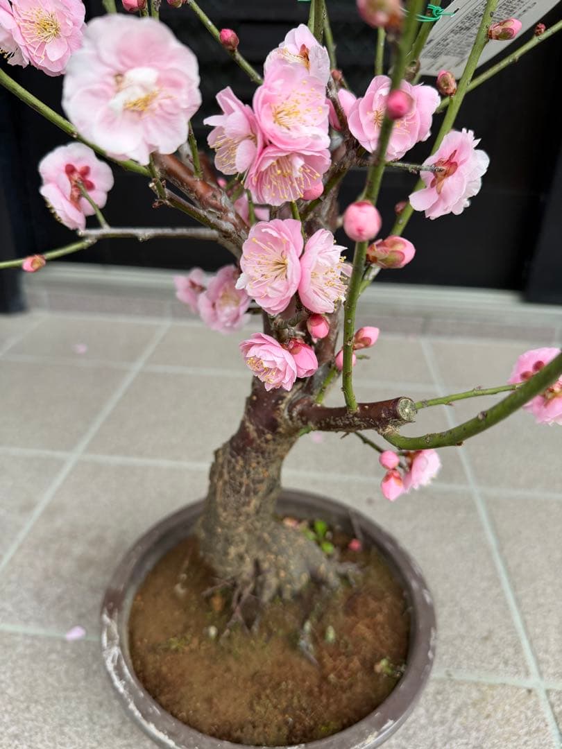 珍しい色　花梅見驚　盆栽　鉢ごと発送