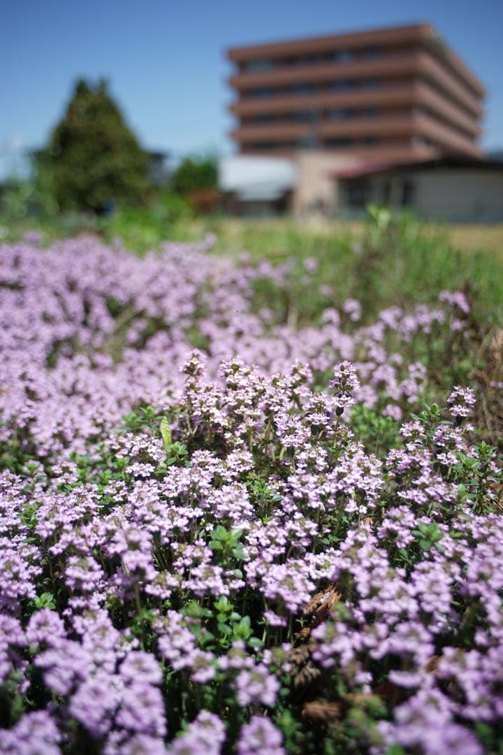 作例付き　OLYMPUS AUTO W 28mm F3.5 管mpr