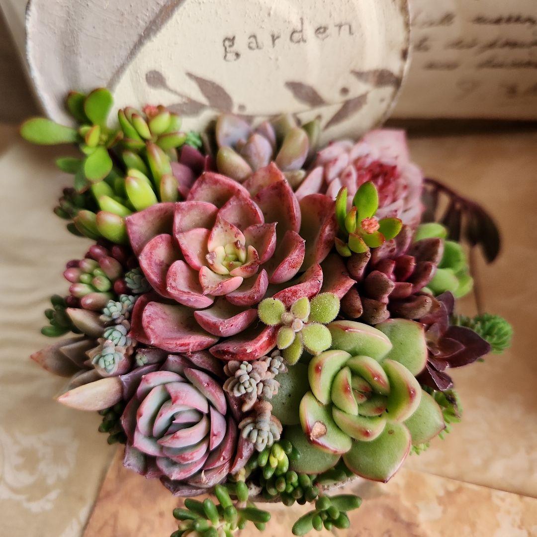 多肉植物寄せ植え　そのまま飾れる　ウッドプランターとリメイク缶セット♡
