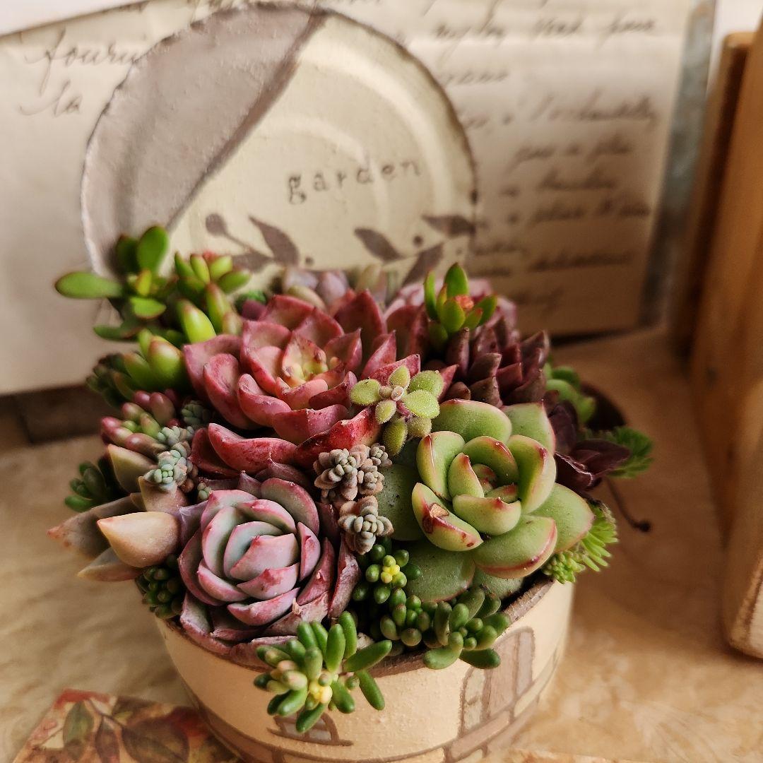 多肉植物寄せ植え　そのまま飾れる　ウッドプランターとリメイク缶セット♡
