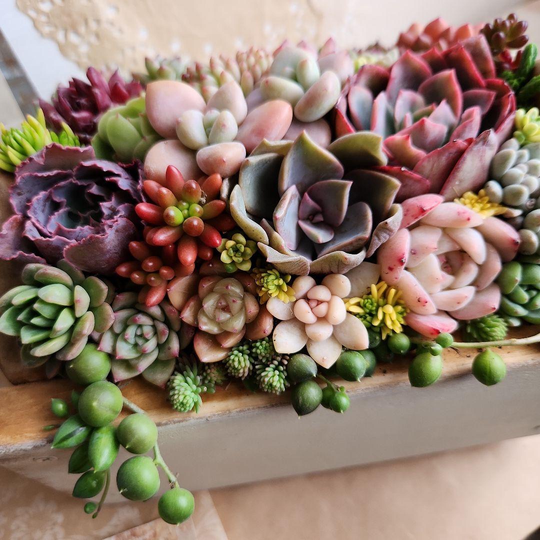 多肉植物寄せ植え　そのまま飾れる　ウッドプランターとリメイク缶セット♡