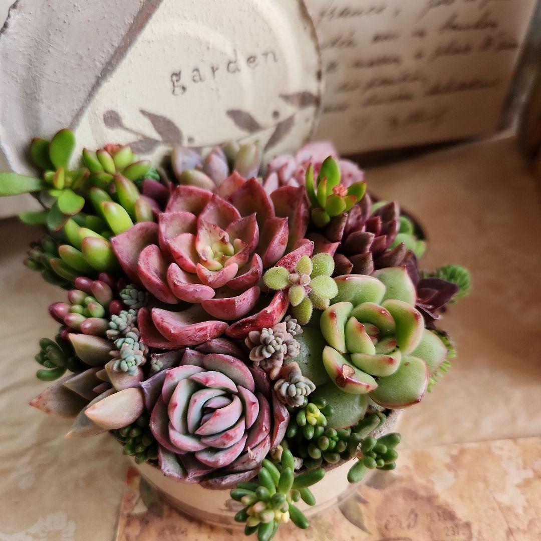 多肉植物寄せ植え　そのまま飾れる　ウッドプランターとリメイク缶セット♡