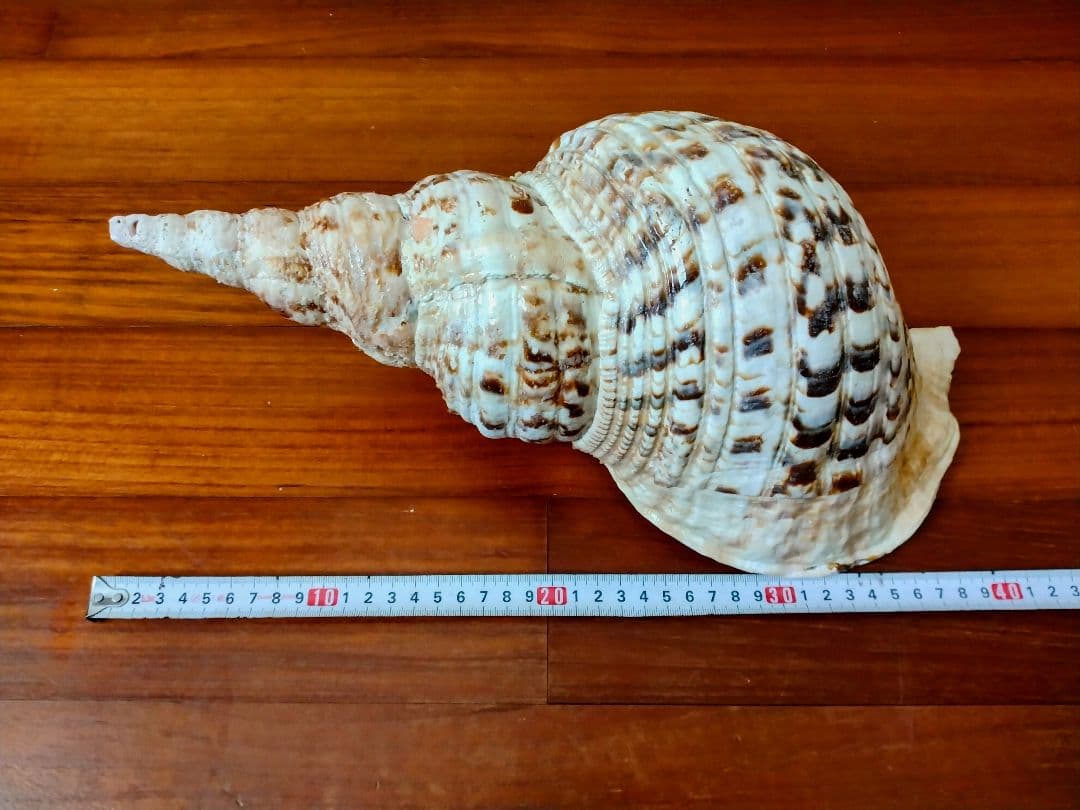 法螺貝 ほら貝 ホラ貝 38cm 1.5キロ　特大 沖縄