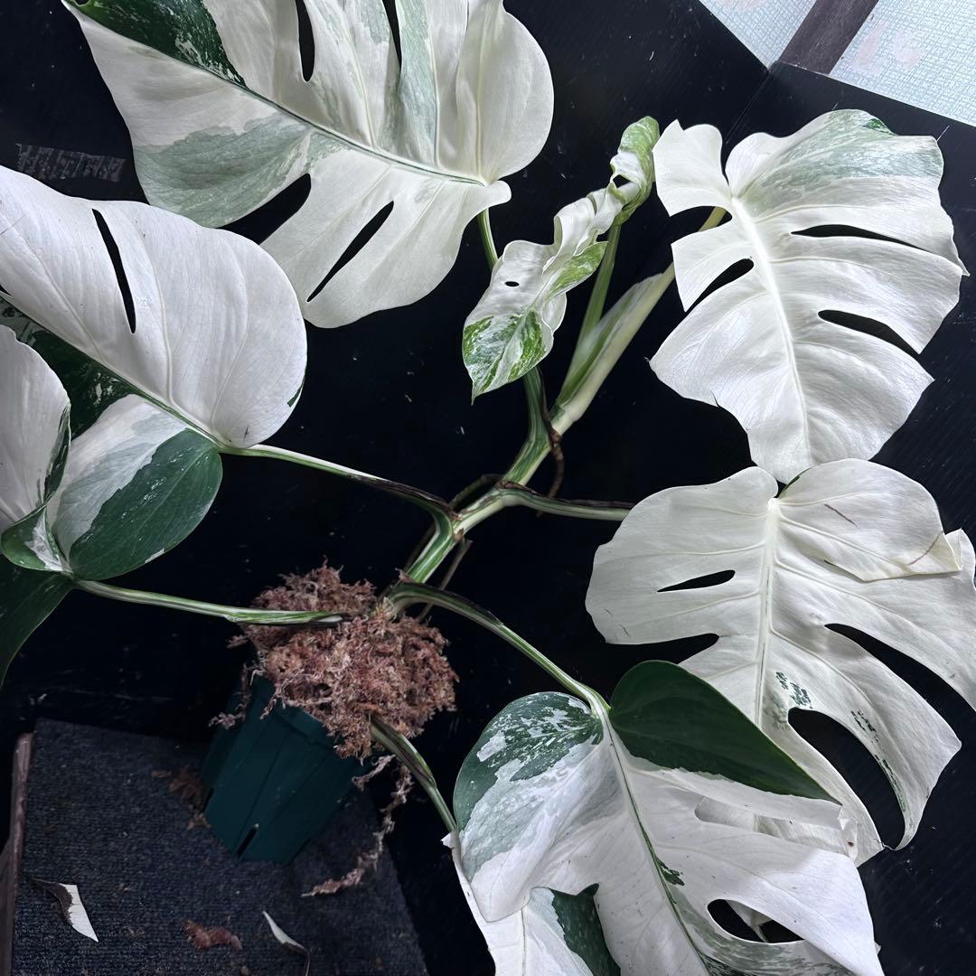 a*w様 斑入りモンステラ ホワイトタイガーフルムーン極美大株70cm白斑多