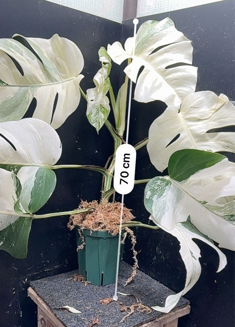 a*w様 斑入りモンステラ ホワイトタイガーフルムーン極美大株70cm白斑多