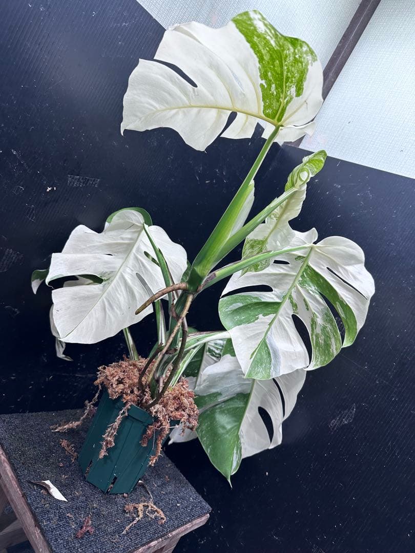 a*w様 斑入りモンステラ ホワイトタイガーフルムーン極美大株70cm白斑多