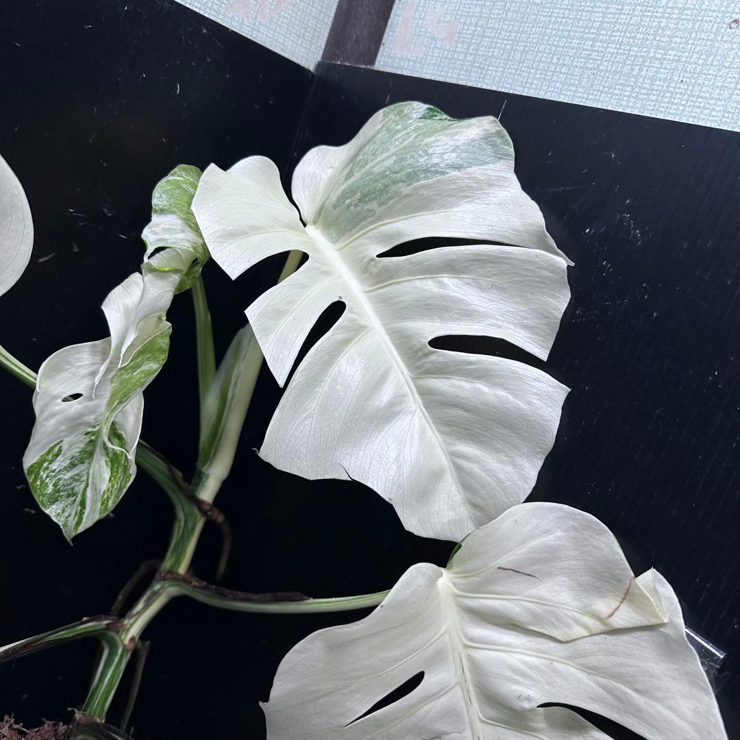 a*w様 斑入りモンステラ ホワイトタイガーフルムーン極美大株70cm白斑多