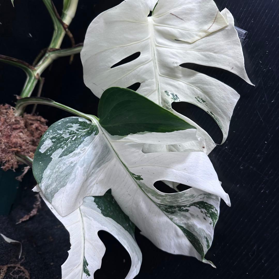 a*w様 斑入りモンステラ ホワイトタイガーフルムーン極美大株70cm白斑多