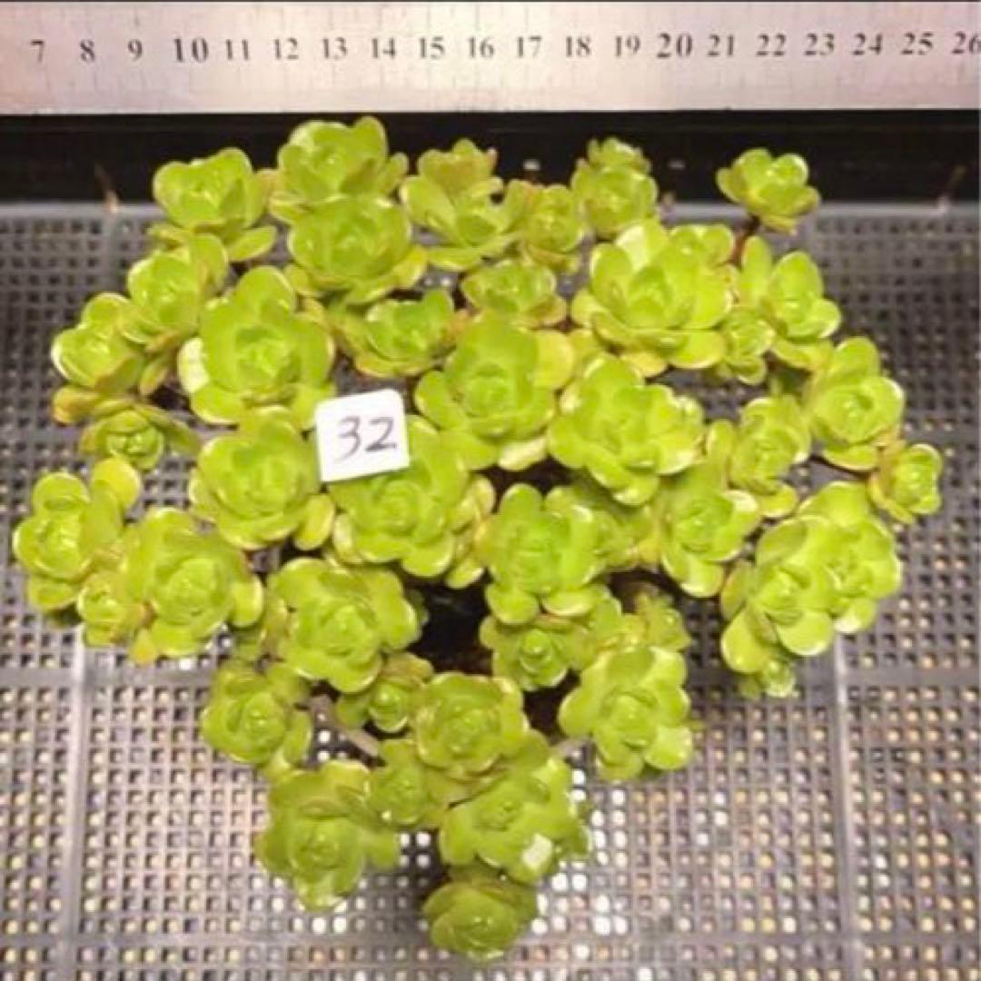 32#多肉植物アエオニウム錦❤️ サンデルシ— ❤️ 40-50頭19cm 拔き苗