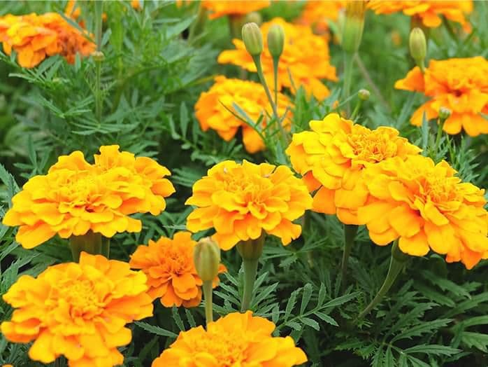 天然マリーゴールド花種、３千粒、お花畑パック＋粗品プレゼント＋全国送料無料です