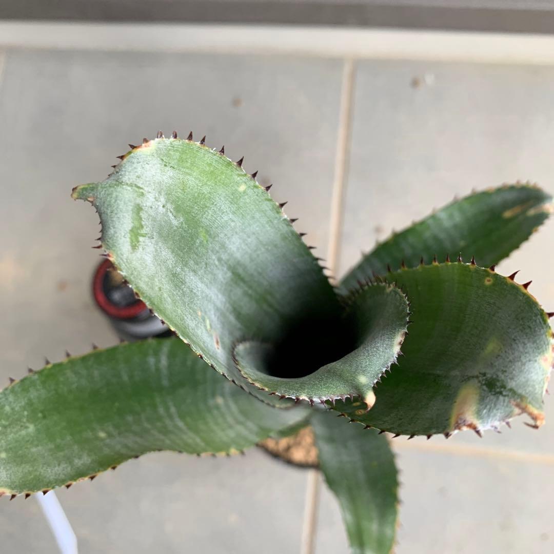 ブロメリア・エアープランツ Billbergia Kolan Half pipe