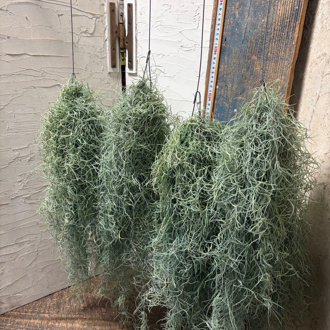 エアープランツ　チランジア　ウスネオイデス　大束4つ