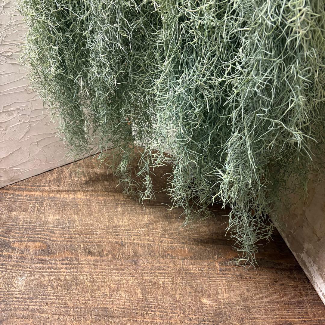 エアープランツ　チランジア　ウスネオイデス　大束4つ