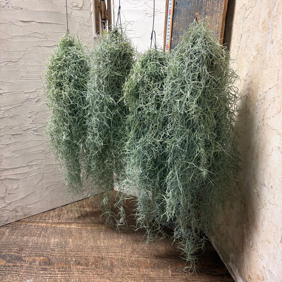 エアープランツ　チランジア　ウスネオイデス　大束4つ