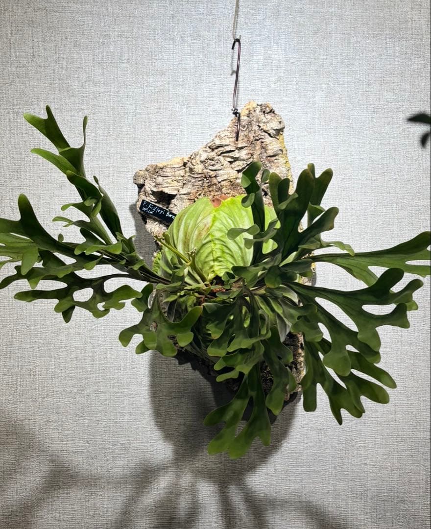 R*i様 ビカクシダ　リドレイ　ワイルド　スポア コウモリラン