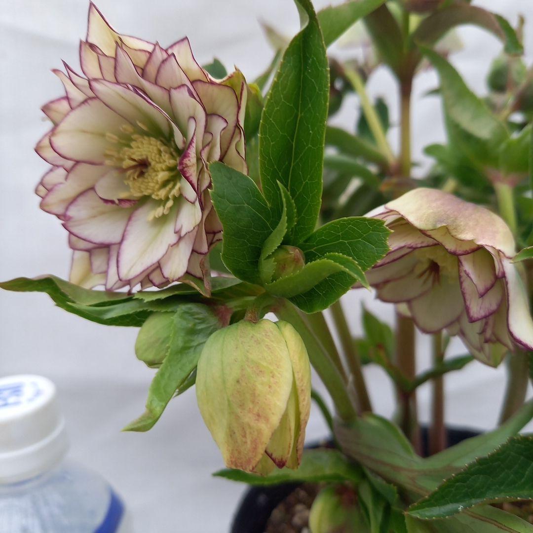 つぼみゴロゴロ！可愛いピコティ♪クリスマスローズ、大苗、開花株