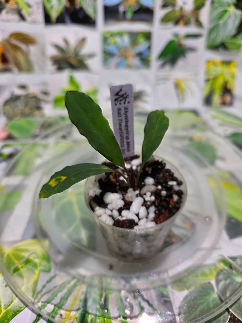 熱帯植物　Rhyncophile sp.Melak kali timur 2