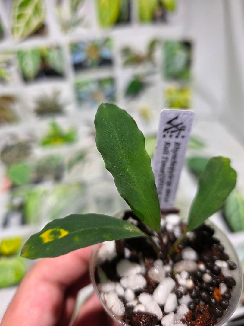 熱帯植物　Rhyncophile sp.Melak kali timur 2