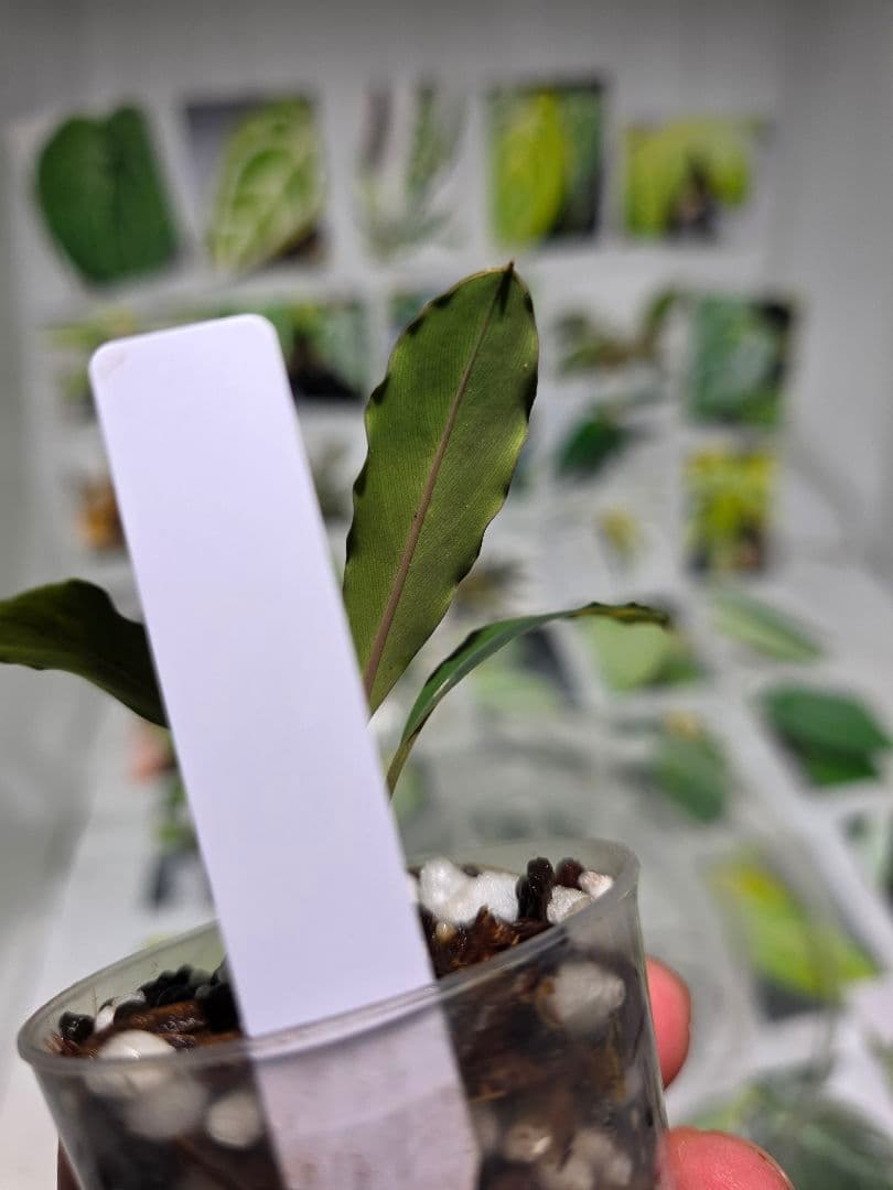 熱帯植物　Rhyncophile sp.Melak kali timur 2