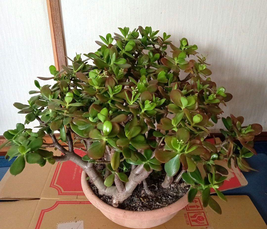 金の成る木　縁起物　6株寄せ　花芽付き