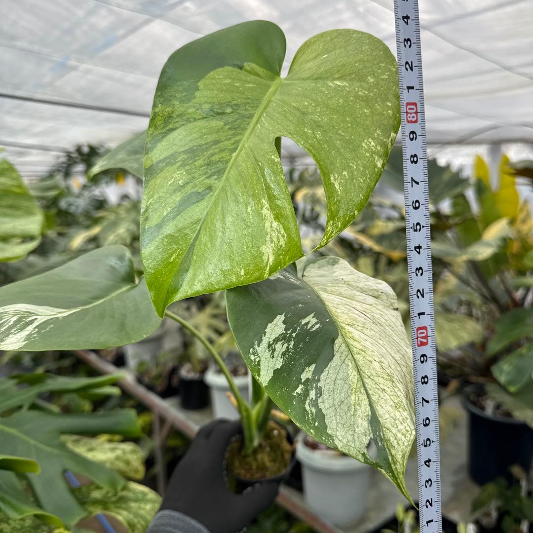 3モンステラ　デリシオーサ　ミント　トリカラー斑入り