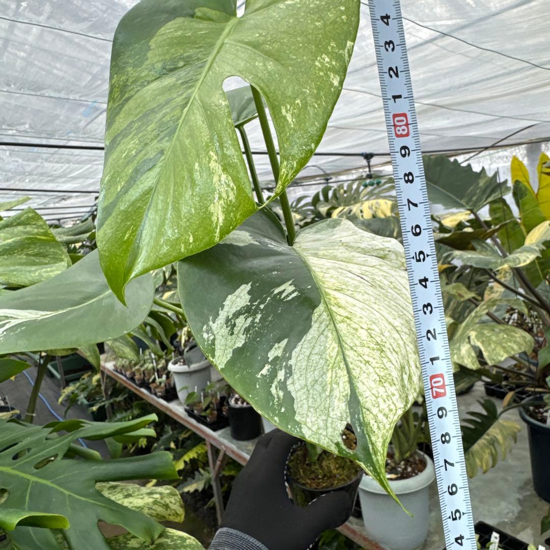 3モンステラ　デリシオーサ　ミント　トリカラー斑入り