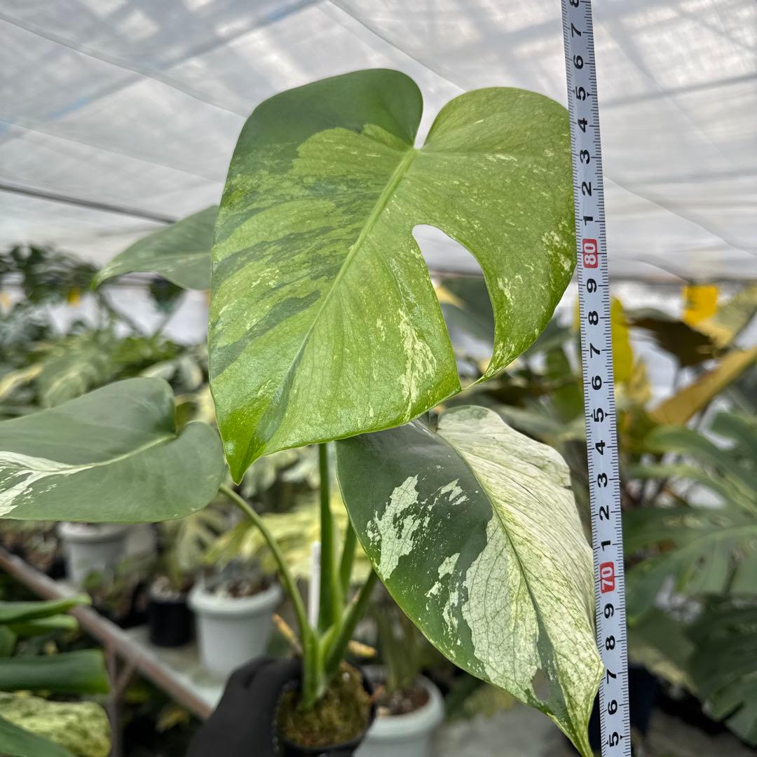 3モンステラ　デリシオーサ　ミント　トリカラー斑入り