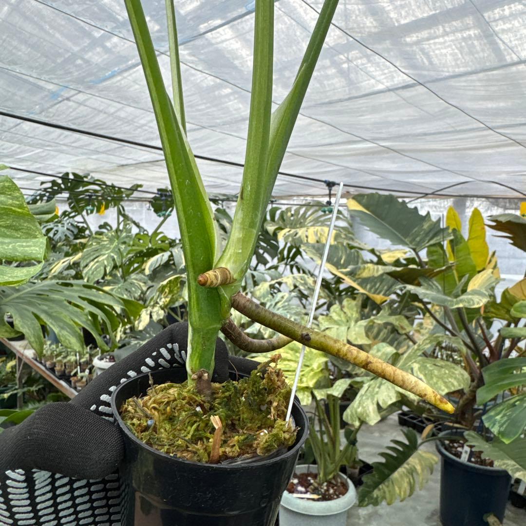 3モンステラ　デリシオーサ　ミント　トリカラー斑入り