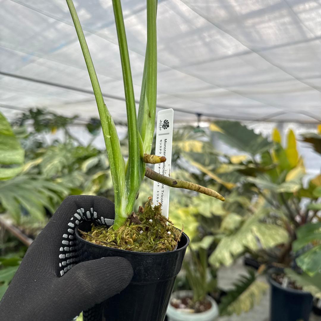 3モンステラ　デリシオーサ　ミント　トリカラー斑入り