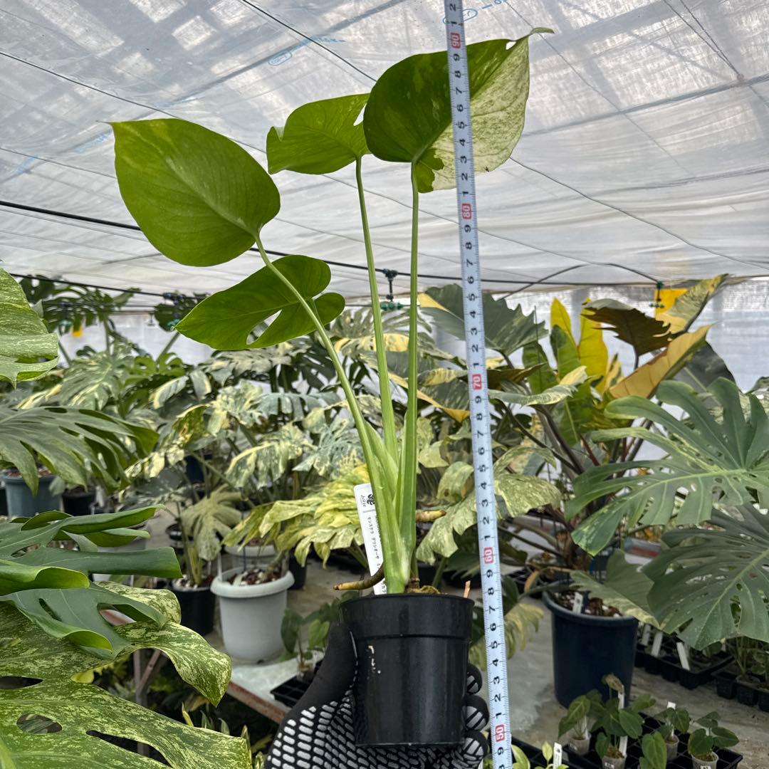 3モンステラ　デリシオーサ　ミント　トリカラー斑入り