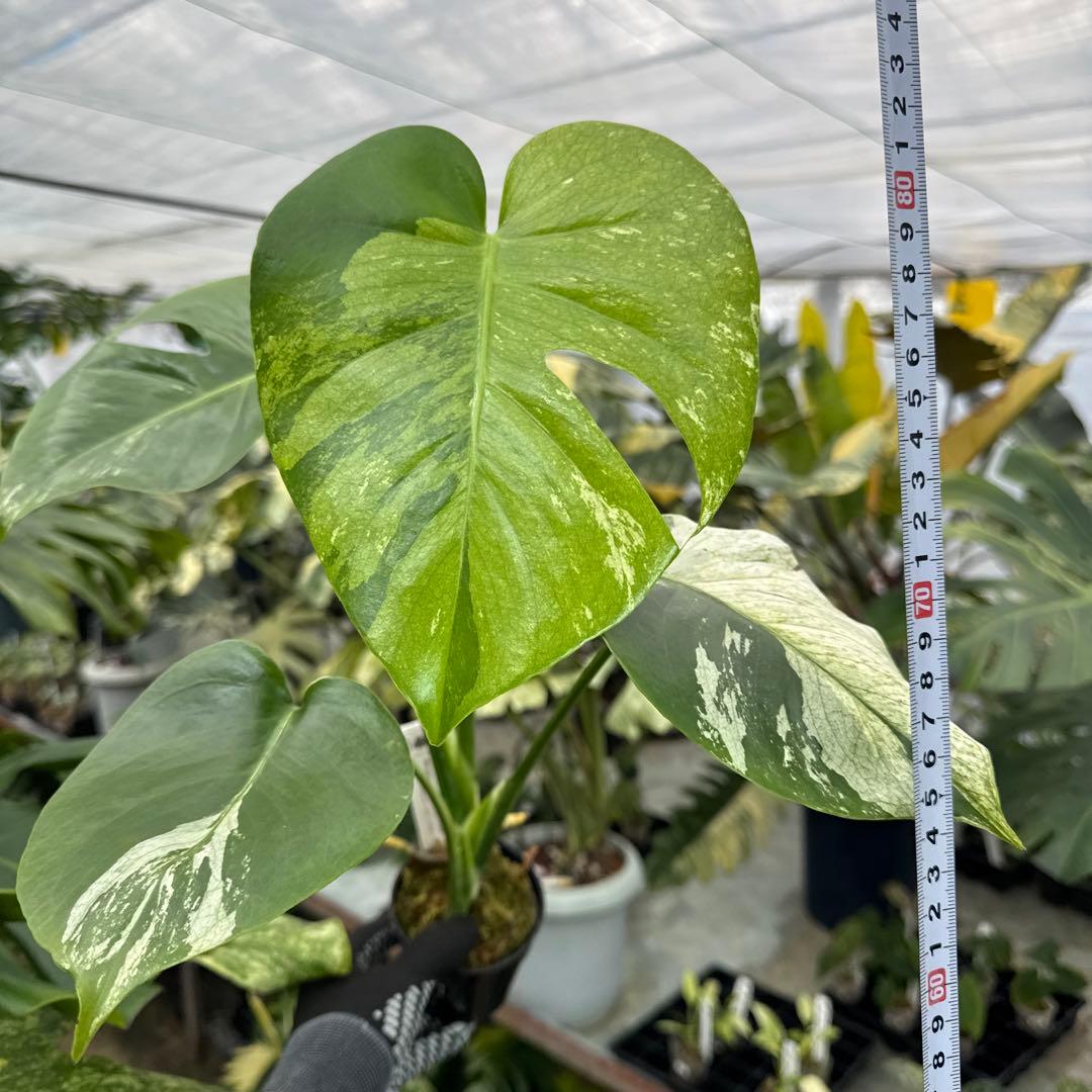 3モンステラ　デリシオーサ　ミント　トリカラー斑入り