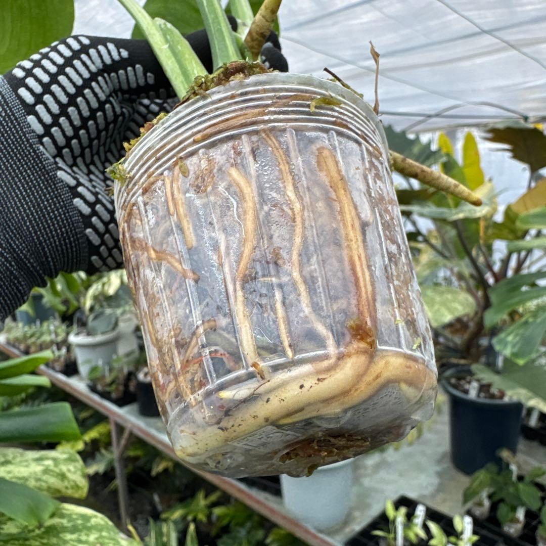 3モンステラ　デリシオーサ　ミント　トリカラー斑入り