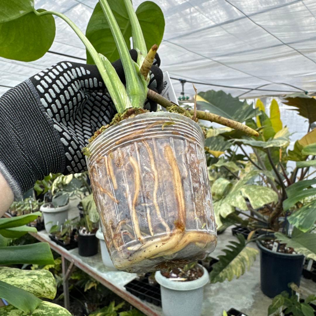 3モンステラ　デリシオーサ　ミント　トリカラー斑入り