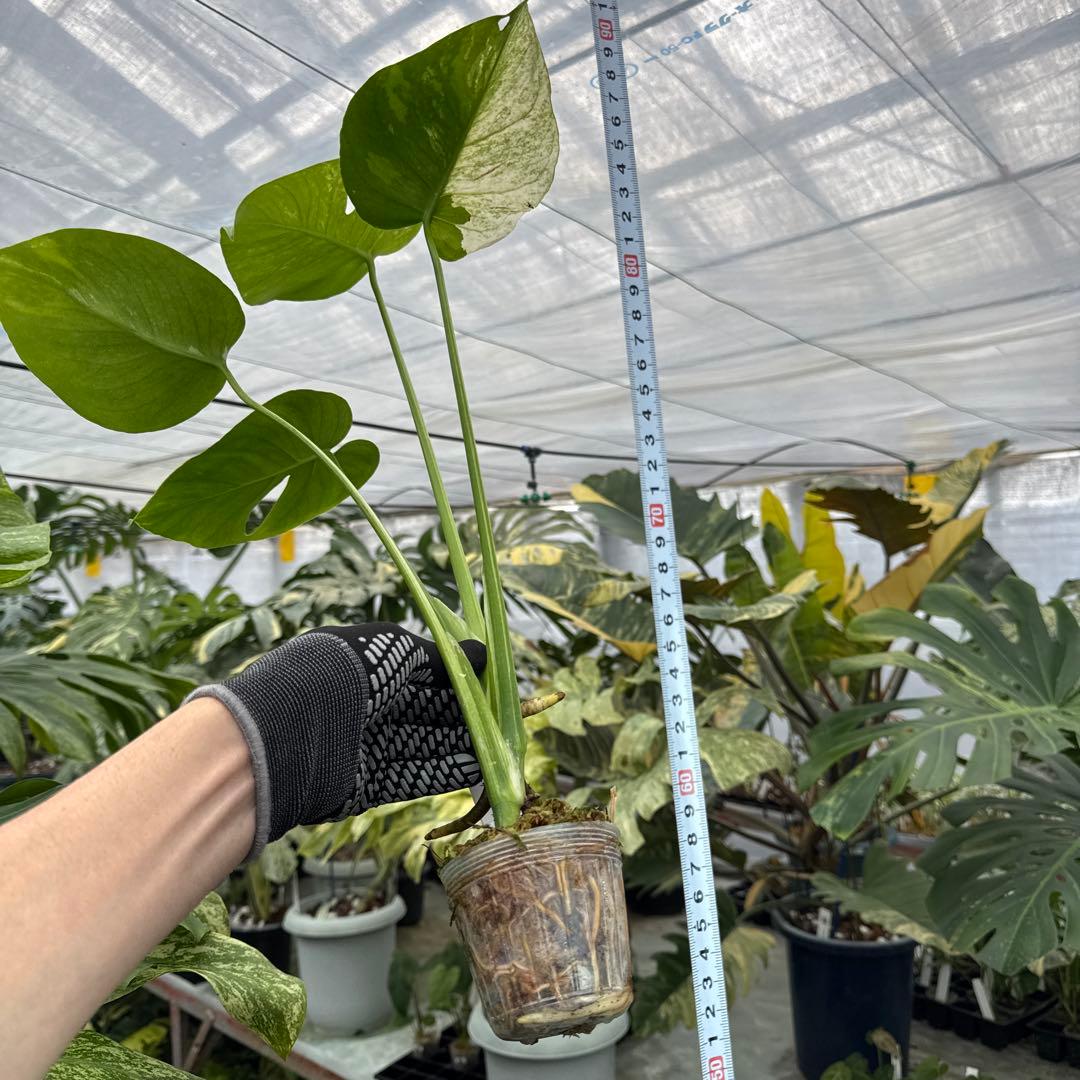 3モンステラ　デリシオーサ　ミント　トリカラー斑入り