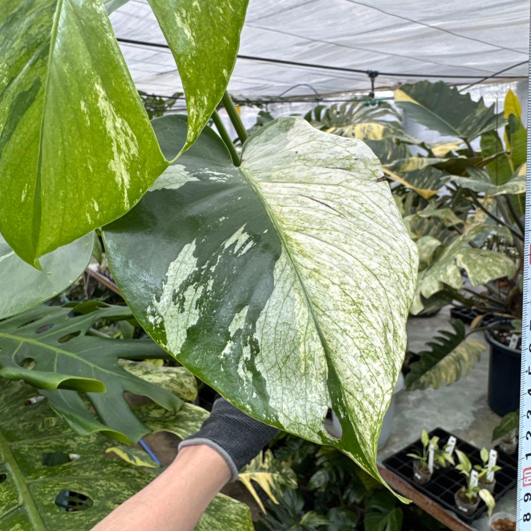 3モンステラ　デリシオーサ　ミント　トリカラー斑入り