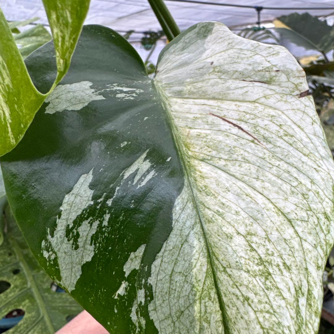 3モンステラ　デリシオーサ　ミント　トリカラー斑入り