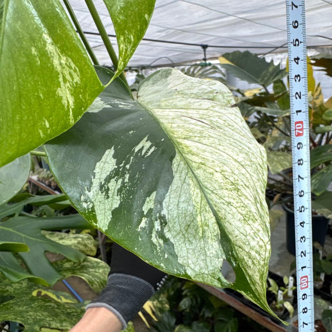 3モンステラ　デリシオーサ　ミント　トリカラー斑入り