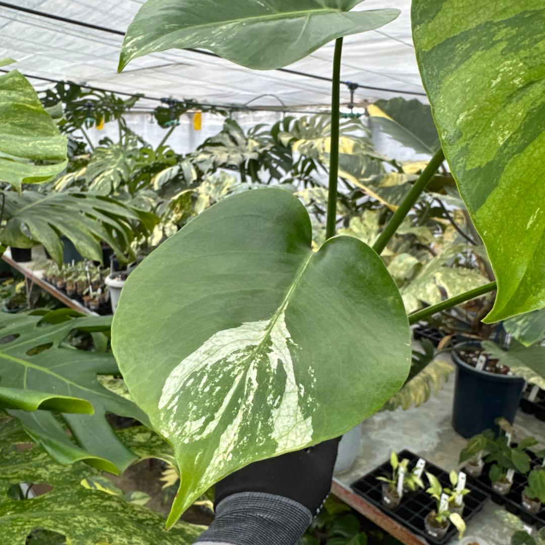 3モンステラ　デリシオーサ　ミント　トリカラー斑入り