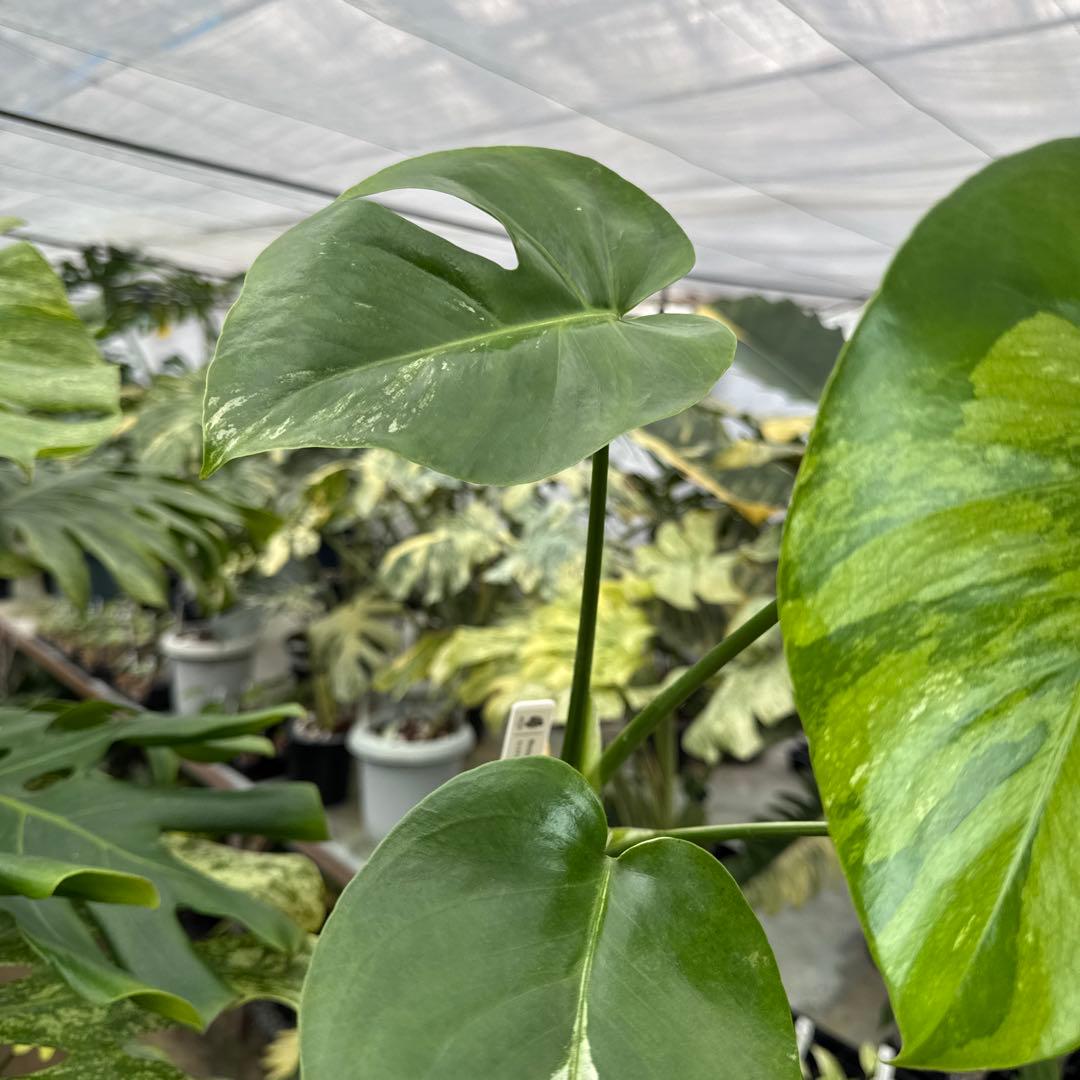 3モンステラ　デリシオーサ　ミント　トリカラー斑入り