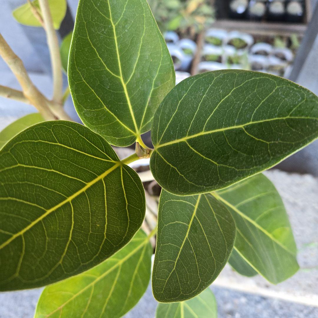 ⑩　フィカス　ベンガレンシ　7号　幹太　おしゃれ 鉢