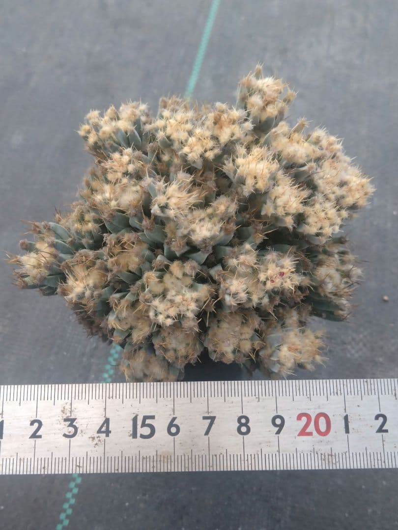 サボテン　仔吹き晃山　モンスト　接ぎ降ろし　未発根