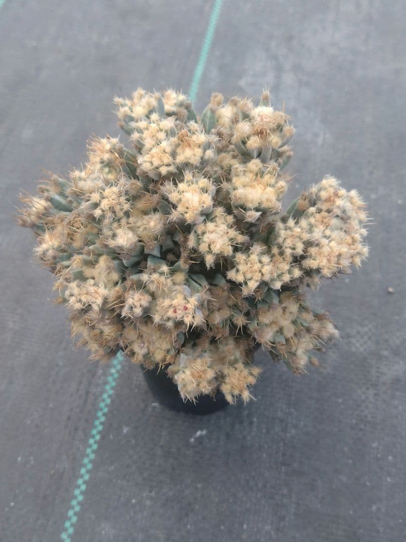 サボテン　仔吹き晃山　モンスト　接ぎ降ろし　未発根