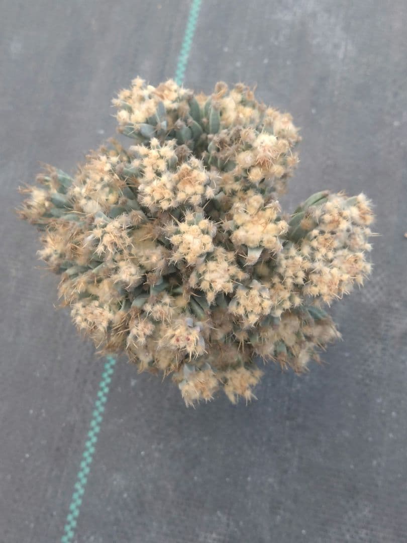 サボテン　仔吹き晃山　モンスト　接ぎ降ろし　未発根