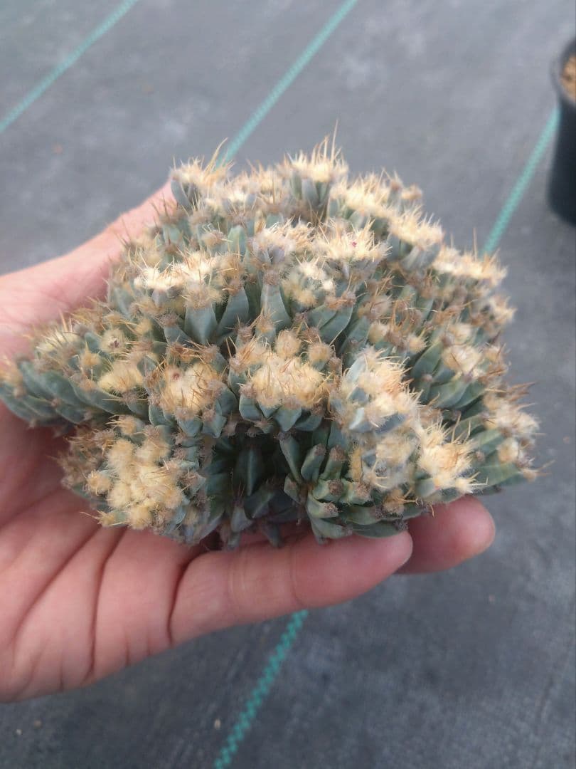 サボテン　仔吹き晃山　モンスト　接ぎ降ろし　未発根