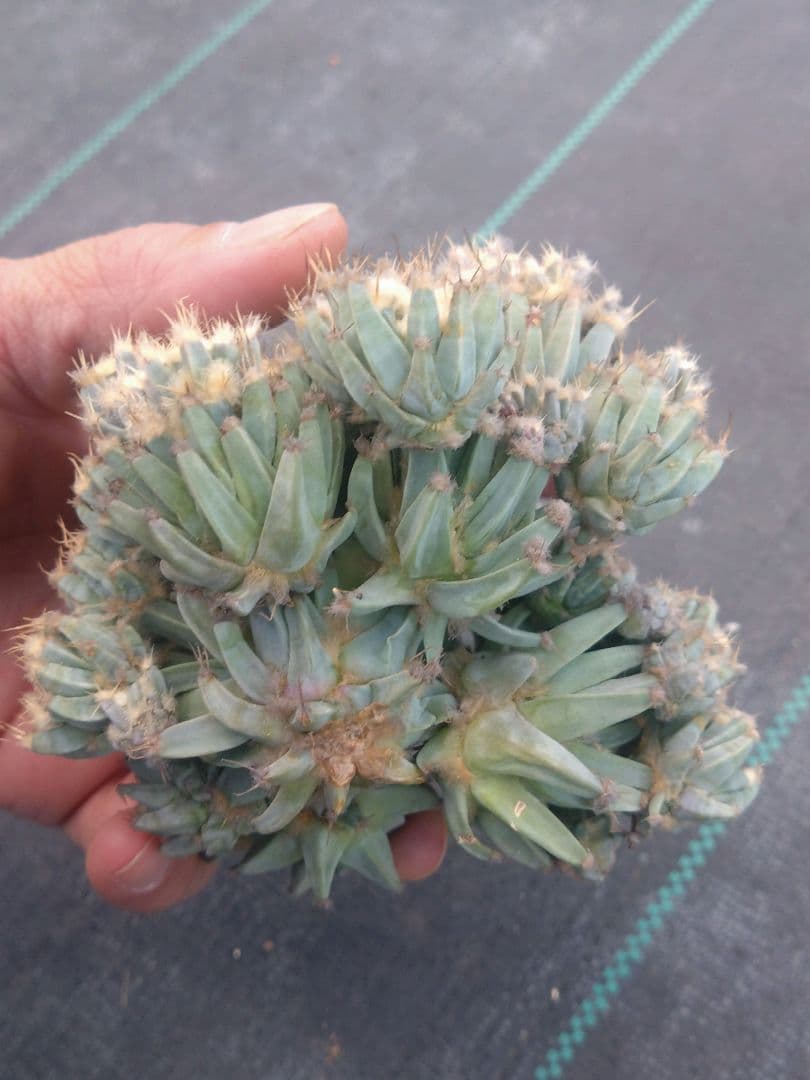 サボテン　仔吹き晃山　モンスト　接ぎ降ろし　未発根